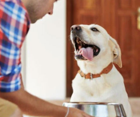 Introduction To the BARF Dog Food Diet