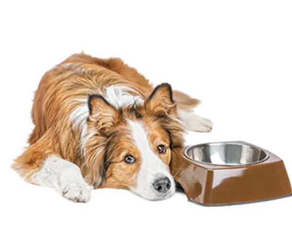 raw-dog-food-digestibility-why-feeding-raw-offers-more-nutrition