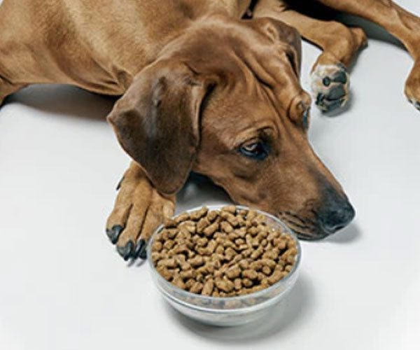 the-dangers-of-free-feeding-dogs