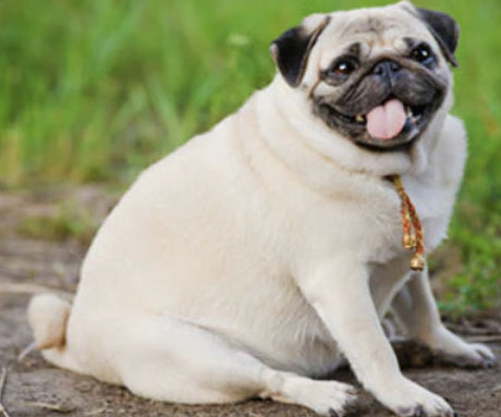 Obesity In Dogs - How Raw Dog Food Fights Dog Obesity