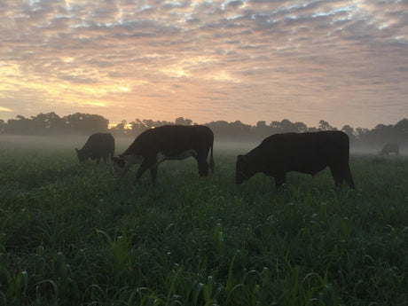 microplastics in meat