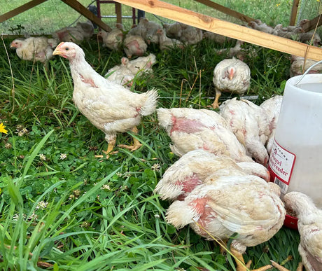 Non-GMO Chicken Feed Explained: What It Is & Why It Matters