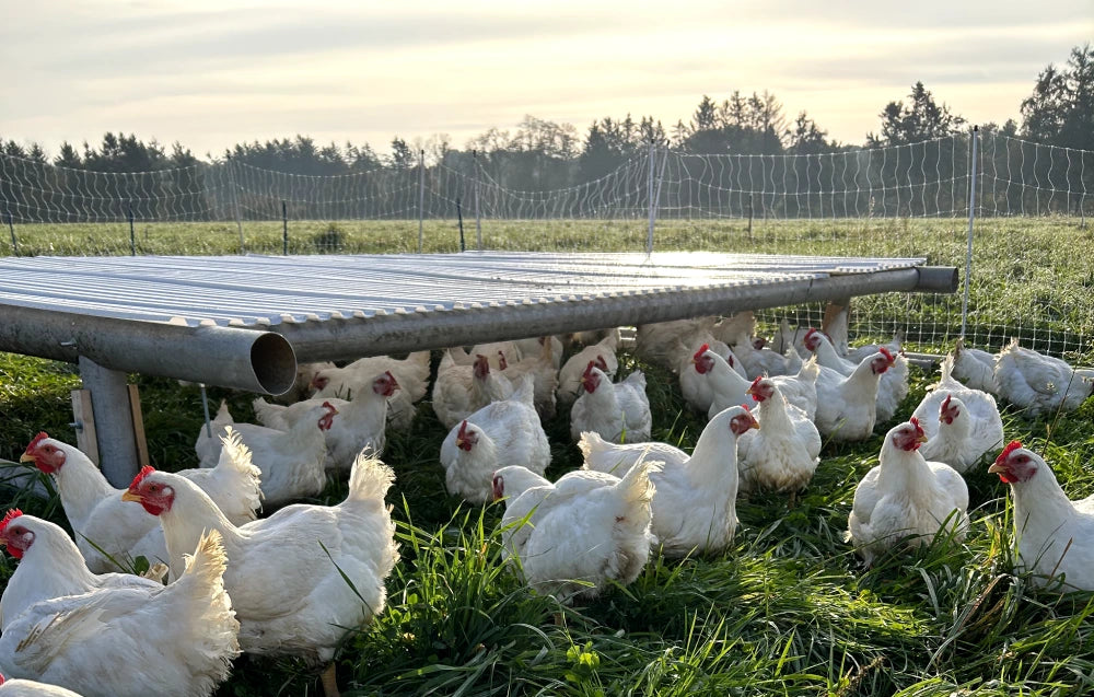 Pasture Raised Chicken vs Free-Range vs Cage-Free | Acabonac Farms