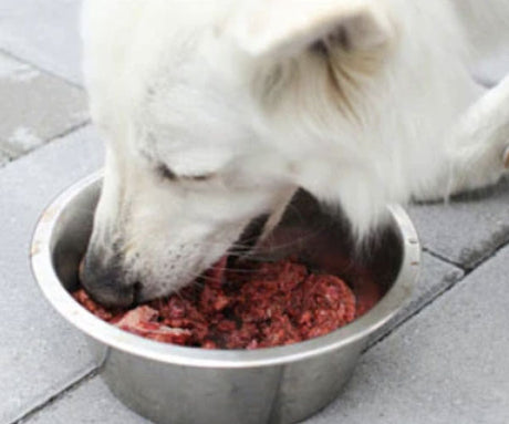 Five Reasons Science Says You Should Feed Your Dog Raw Food