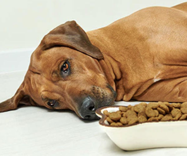 How bad is sugar for dogs hotsell