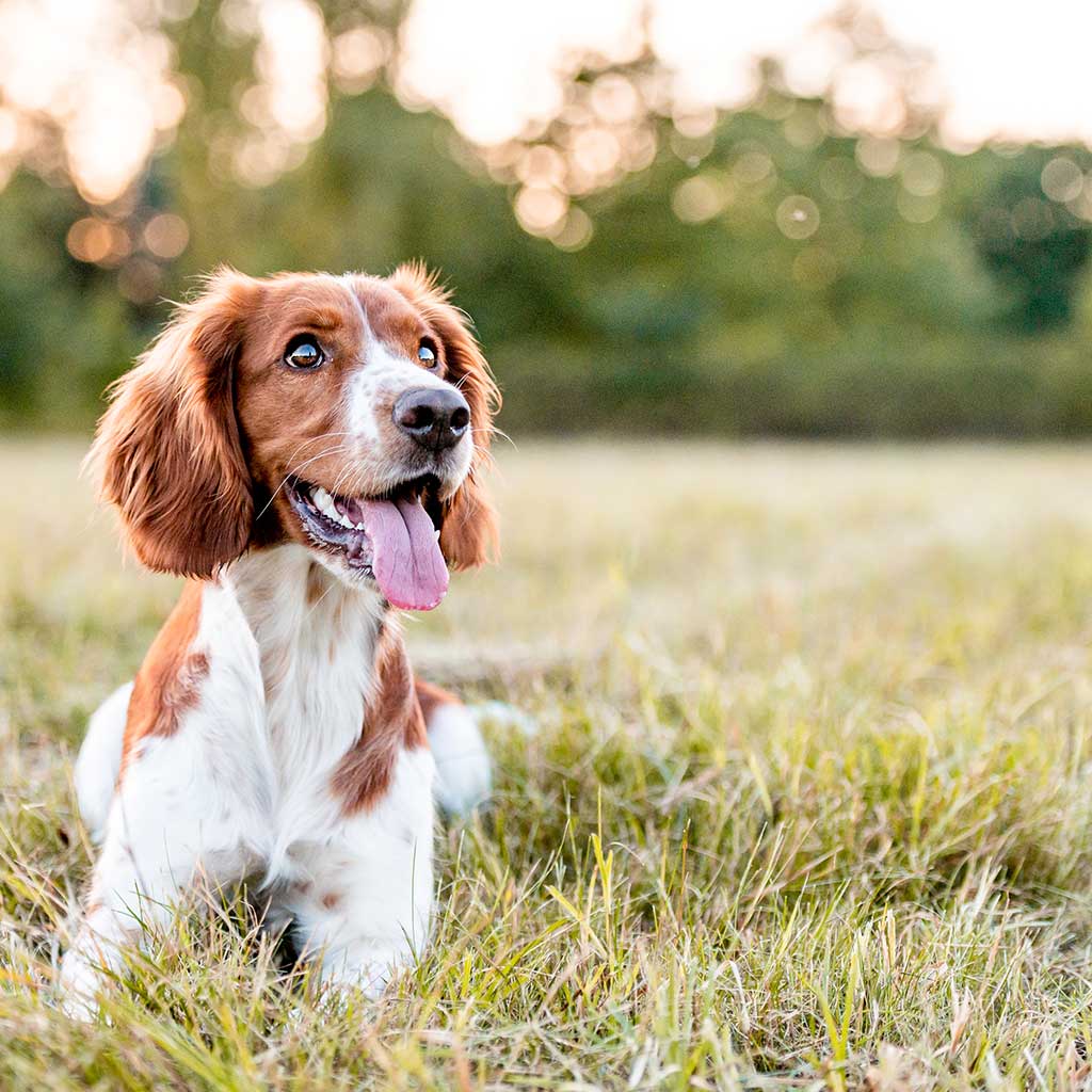 Springer spaniel feeding sales guide